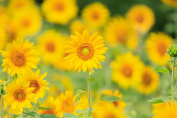 向日葵の絨毯（但東ひまわり祭り）