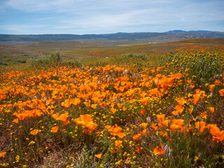 Fototapeta premium California Poppies in Orange superbloom