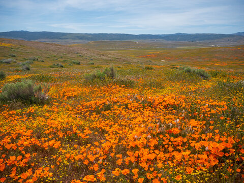 California Poppies in Orange superbloom