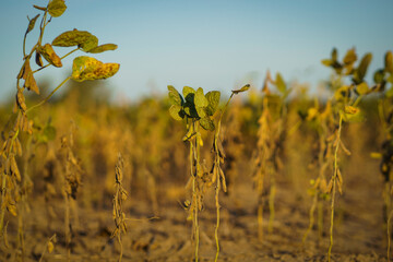 Closeup of soybean plants damaged by drought