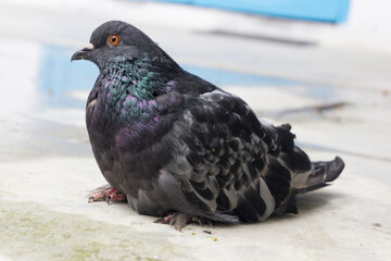 pigeon