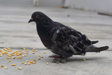 pigeon