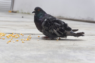 pigeon
