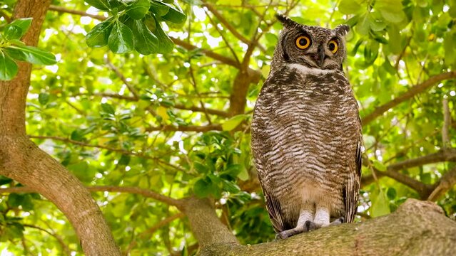 Regal Spotted Eagle-Owl (Bubo africanus) in tree hisses as warning