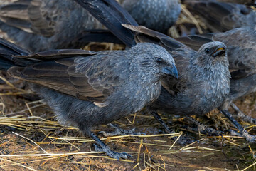 Apostlebird in south Queensland Australia