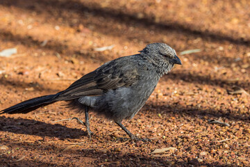 Apostlebird in south Queensland Australia