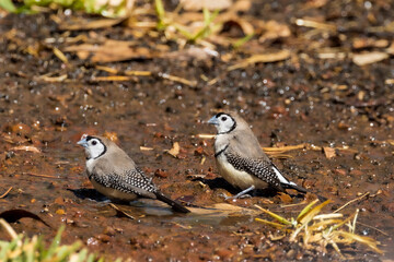 Double-barred Finch in Queensland Australia