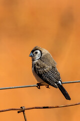 Double-barred Finch in Queensland Australia