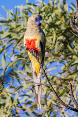 Greater Bluebonnet in Queensland Australia