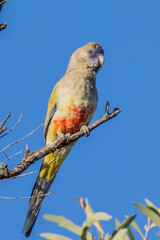 Greater Bluebonnet in Queensland Australia