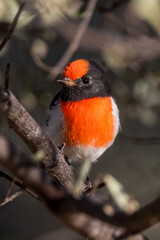 Red-capped Robin in Queensland Australia