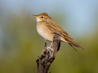 Rufous Songlark in Queensland Australia