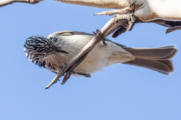 Striped Honeyeater in Queensland Australia
