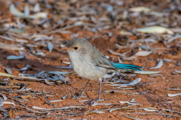 Splendid Fairywren in Queensland Australia