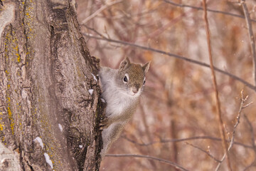 Red Squirrel in the Woods