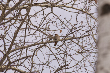 Cedar Waxwing on a Branch