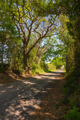 Fototapeta na wymiar Shade under the canopy of trees along a narrow asphalt road enclosed by the lush foliage of springtime.