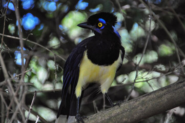 bird