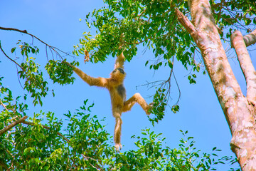 Gibbon jumps on tree branches at Vinpearl Safari and Conservation Park on Phu Quoc Island, Vietnam.