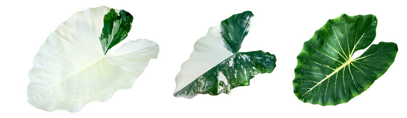 Variegated Leaves of tropical leaves Isolated on White Background.