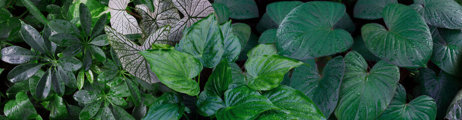 Dark green tropical leaf group. Alocasia cucullata [Chinese Taro Plant], green edges Caladium, white taro leaves in a garden. panoramic background concept of nature