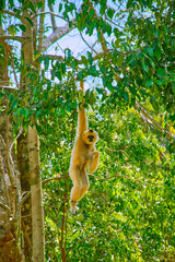 Yellow - cheeked crested gibbon jumps on tree branches at Vinpearl Safari and Conservation Park on Phu Quoc Island, Vietnam.