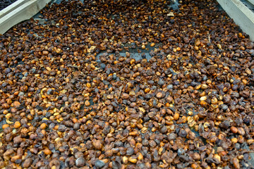 Coffee beans are dried through the process of drying in the sun