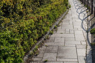 沿道の植え込みと柵の影
