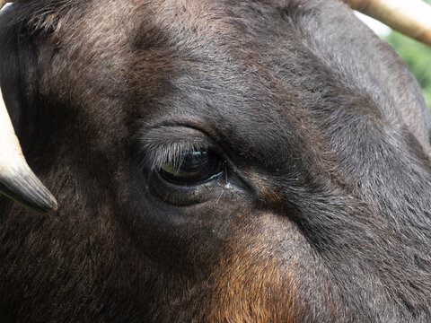 Extreme Close Up of a the Face of a Dark Brown Texas Longhorn Cow
