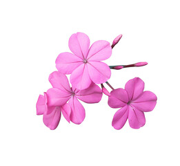Fototapeta na wymiar White plumbago or Cape leadwort flower. Close up small pink flower bouquet isolated on transparent background. 