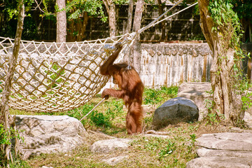 Orangutan at Vinpearl Safari and Conservation Park on Phu Quoc Island, Vietnam.
