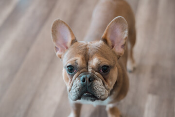 french bulldog portrait