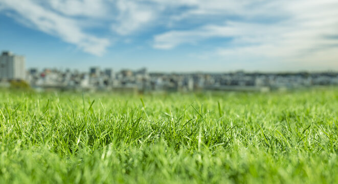 芝、草むらのローアングル　背景に初夏の街の風景　ゴールデンウィーク・連休・祝日・旅行・観光のイメージ背景壁紙