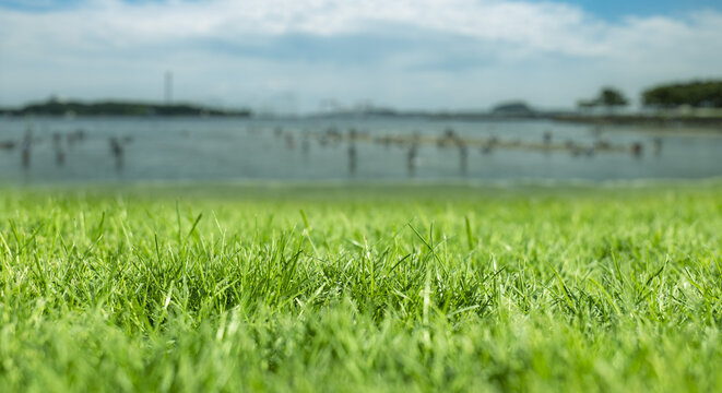芝、草むらのローアングル　背景に初夏の海の自然の風景　ゴールデンウィーク・連休・祝日・旅行・観光のイメージ背景壁紙