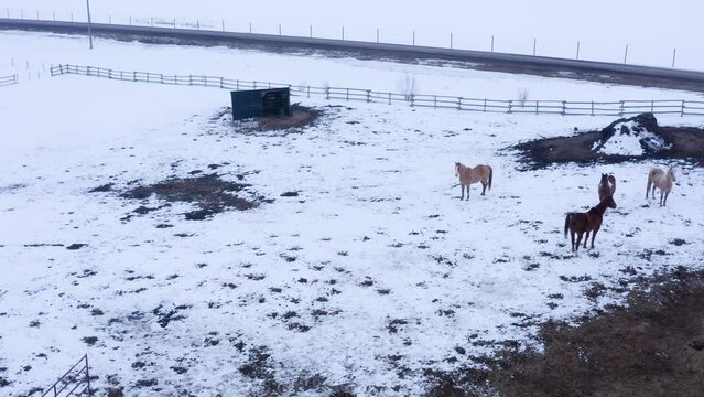 Horses wandering around in the snow on a cattle ranch in Alberta Canada.