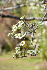 白いハナミズキ