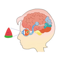 A pictorial description of the brain's movements while looking at an object