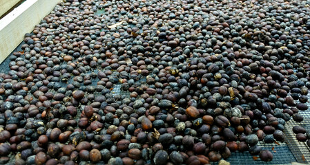 Coffee beans are dried through the process of drying in the sun