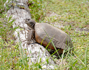 gopher tortoise on log