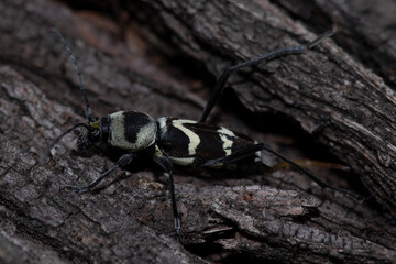 Insect