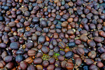 Coffee beans are dried through the process of drying in the sun