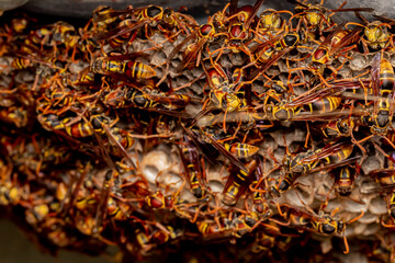 Close-up of Wasp Nest