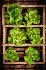 Top view of lettuces in wooden cage shape.