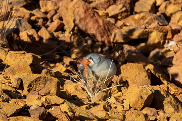 Female Zebra Finch, Taeniopygia Guttata
