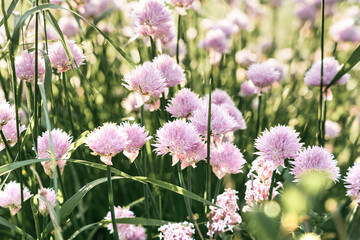 Sunset with pink flowers in the garden - macro