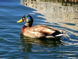 Mallard duck on the water