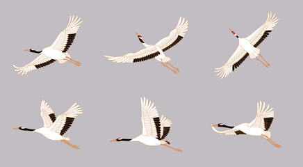Crane birds with red crowns illustration. Japanese cranes in different poses.