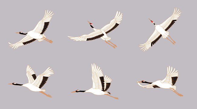 Crane birds with red crowns illustration. Japanese cranes in different poses.