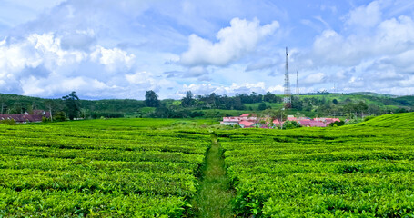 Fototapeta na wymiar view of Kayu Aro tea garden, Mount Kerinci, Jambi