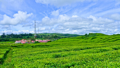 Fototapeta na wymiar view of Kayu Aro tea garden, Mount Kerinci, Jambi